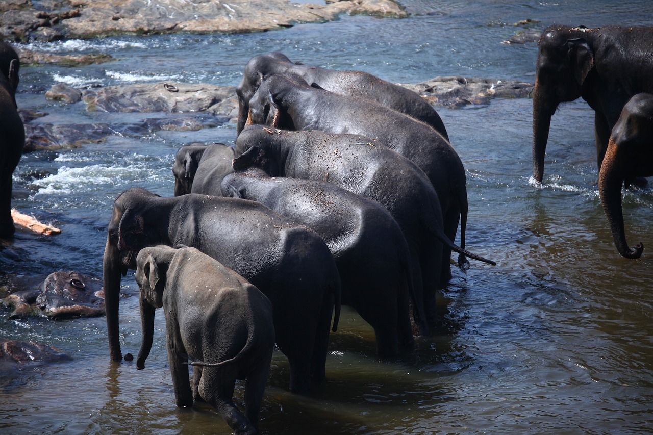 Srí lanka - sloni