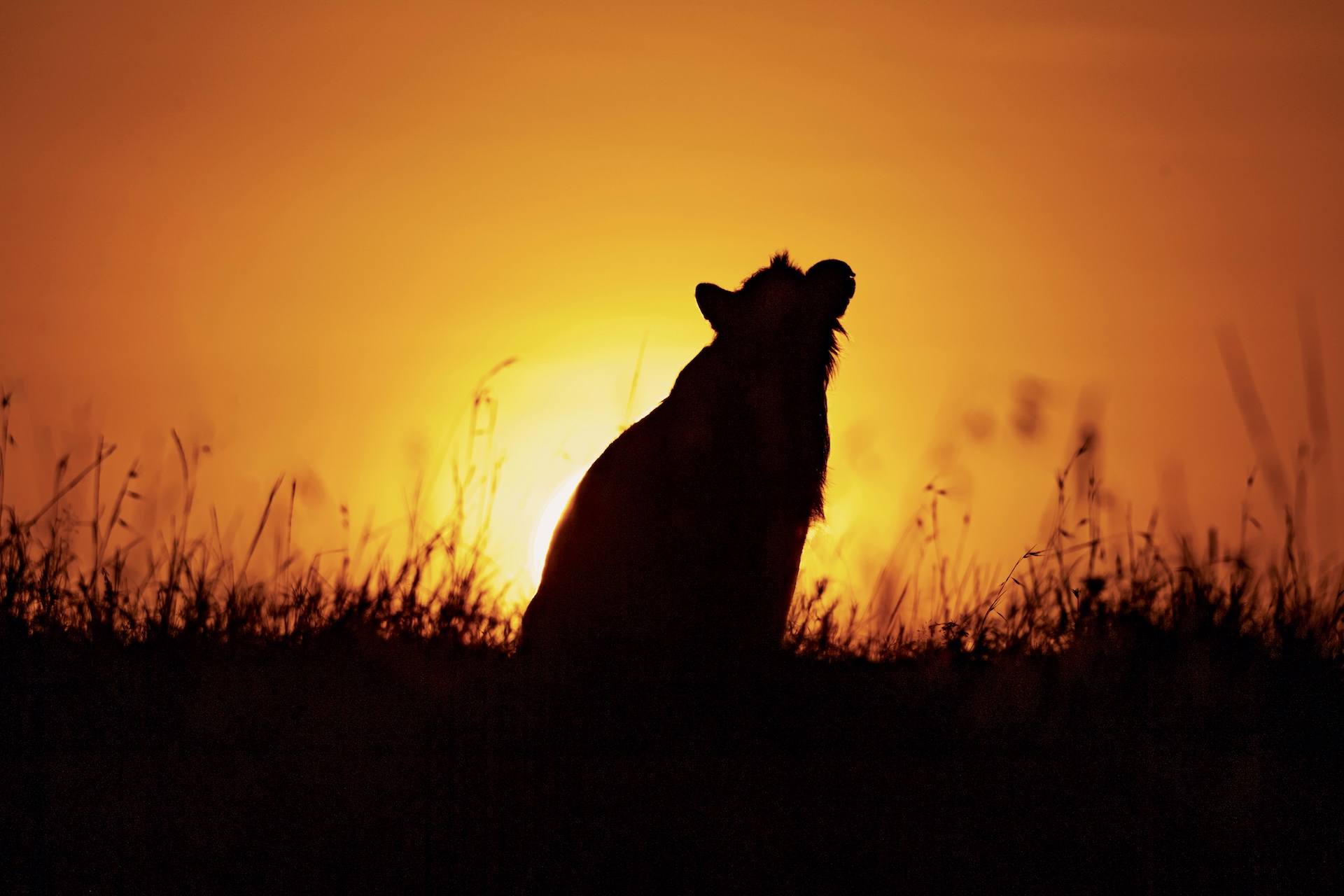 Hyeny Maasai Mara Afrika