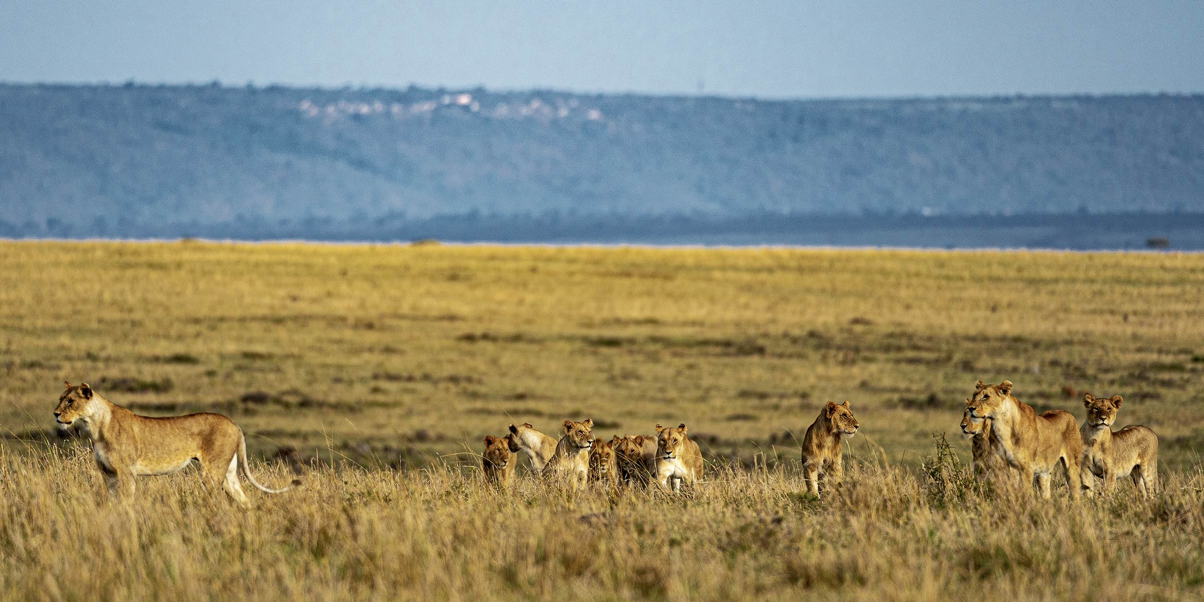 Lvi při čekání na pakoně Maasai Mara