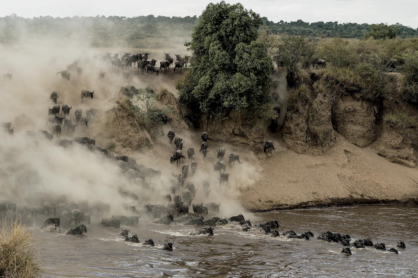 Migrace pakoňů Maasai Mara