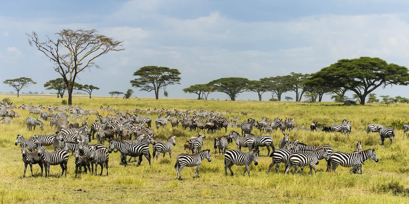 Zebry Maasai Mara Afrika