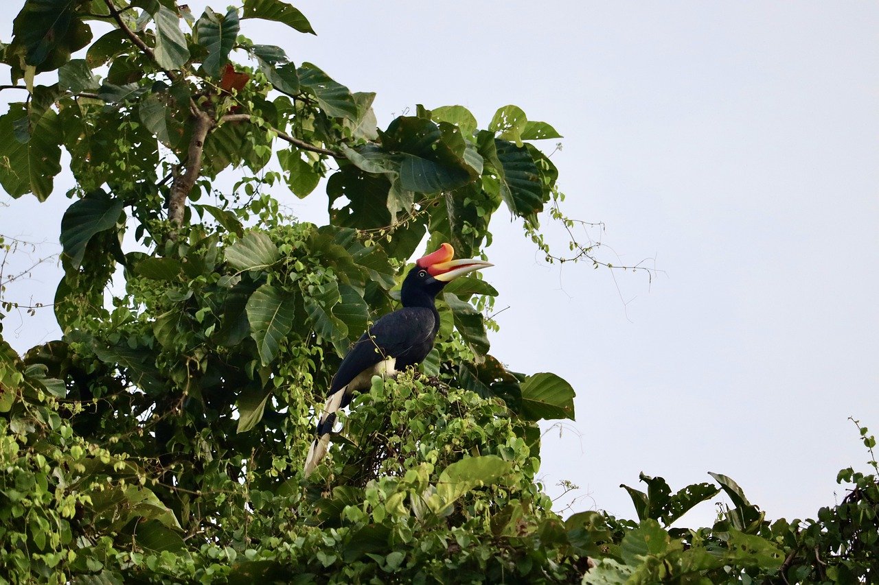 bird borneo