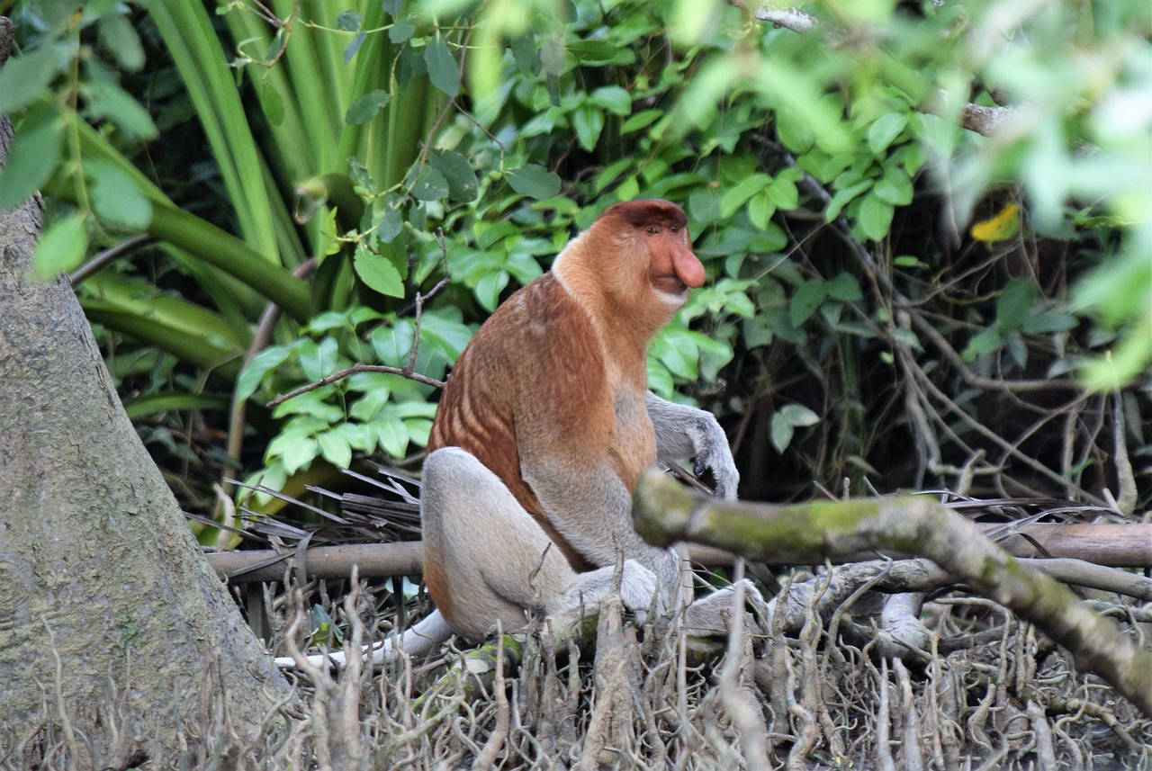 Kam na dovolenou na Borneo